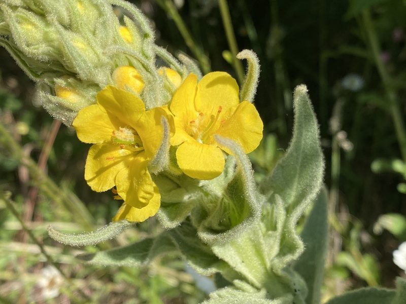 Verbascum thapsus, photographed by David Lazarus