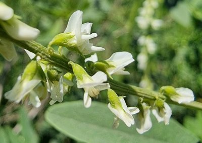 Melilotus albus, photographed by bulatik