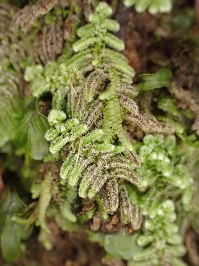 Herzogianthus vaginatus, photographed by Leon Perrie