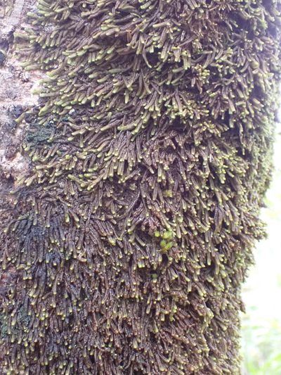 Thysananthus anguiformis, photographed by Leon Perrie