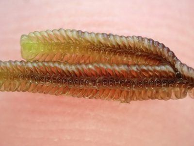 Thysananthus anguiformis, photographed by Leon Perrie