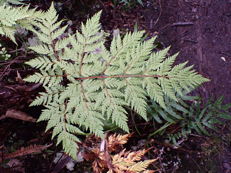 Loxsoma cunninghamii, photographed by Leon Perrie