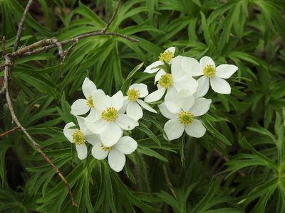 Anemonastrum crinitum