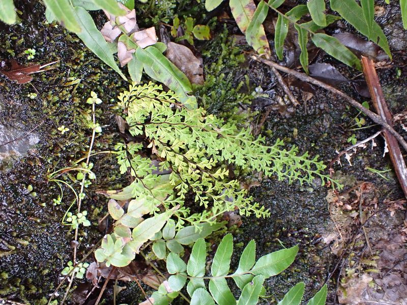 Lindsaea viridis, photographed by Leon Perrie