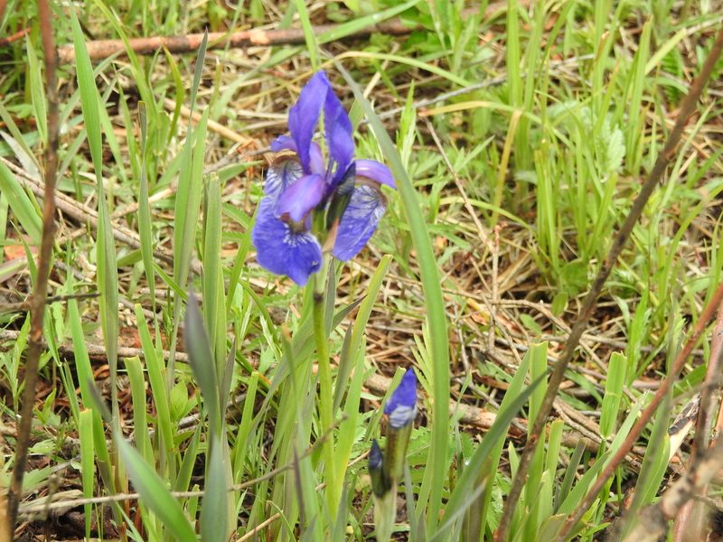 Iris sanguinea, photographed by Анна Васильченко