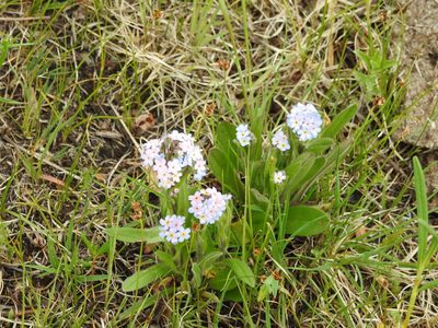 Myosotis imitata, photographed by Анна Васильченко
