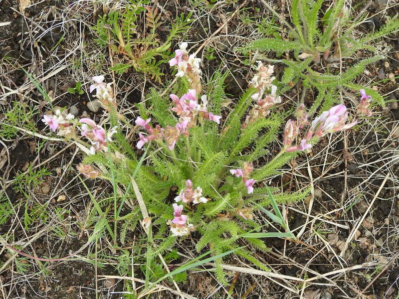 Oxytropis myriophylla, photographed by Анна Васильченко