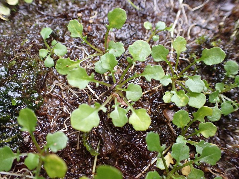 Lagenophora pumila, photographed by Leon Perrie