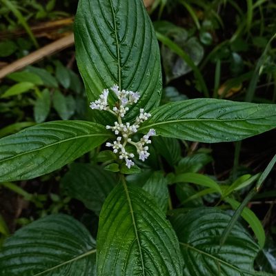 Knoxia sumatrensis, photographed by Paulmathi Vinod
