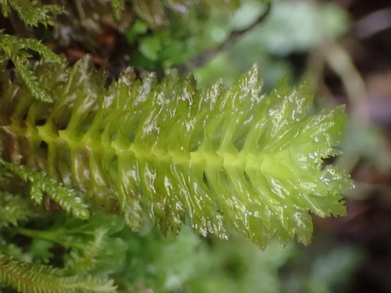 Schistochila appendiculata, photographed by Leon Perrie