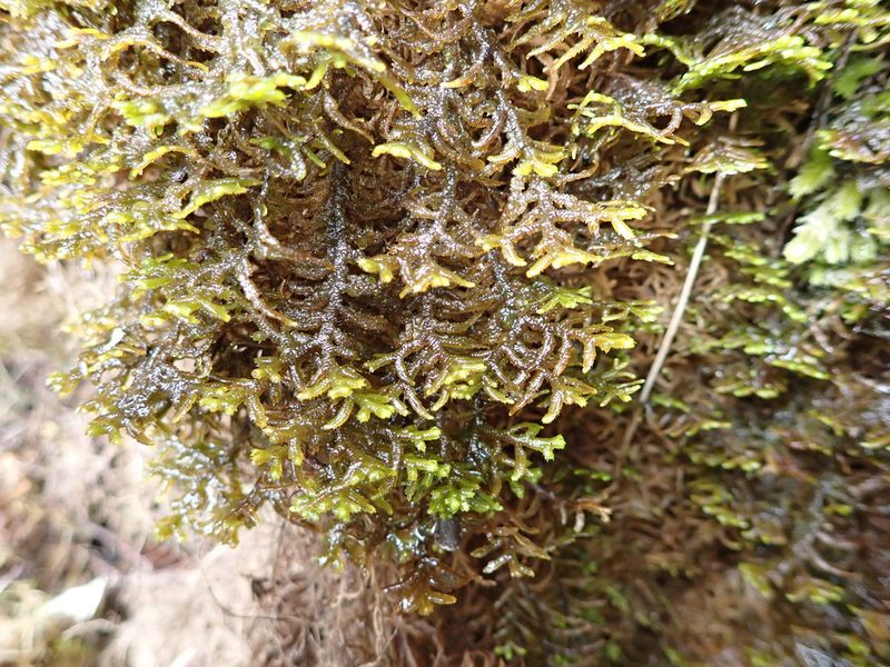 Dendromastigophora flagellifera, photographed by Leon Perrie