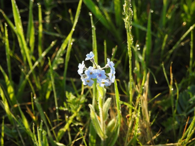 Myosotis imitata, photographed by Анна Васильченко