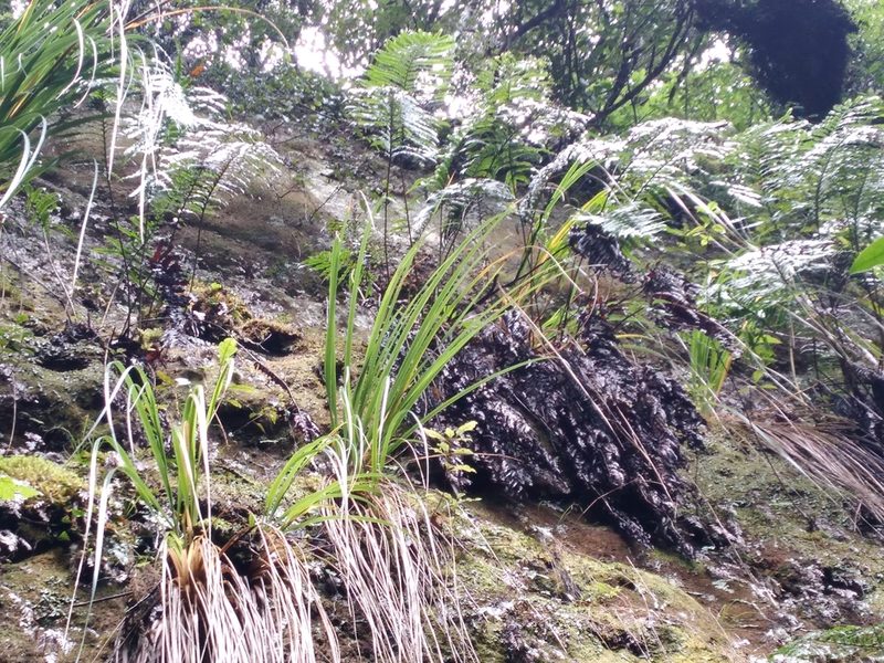 Parablechnum triangularifolium, photographed by Leon Perrie