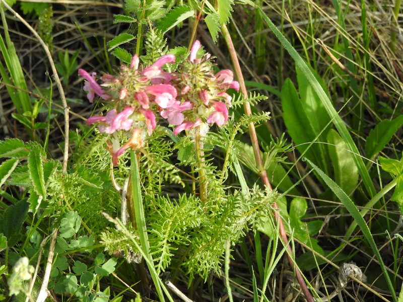 Pedicularis rubens, photographed by Анна Васильченко
