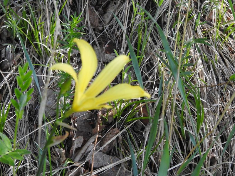 Hemerocallis minor, photographed by Анна Васильченко