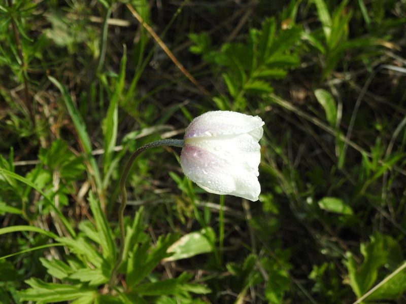 Anemonoides sylvestris, photographed by Анна Васильченко