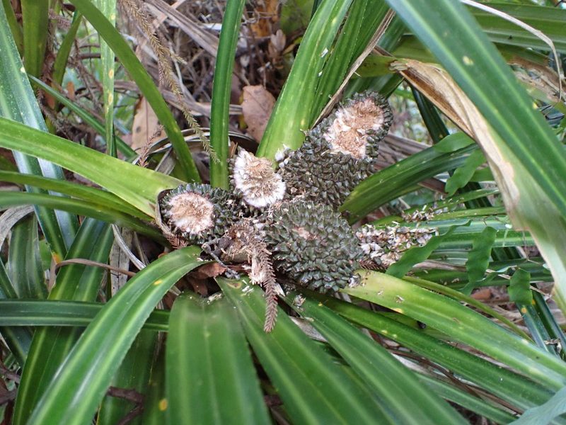Freycinetia banksii, photographed by Leon Perrie