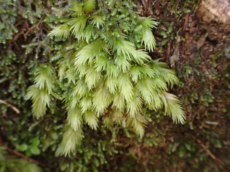 Leucobryum javense, photographed by Leon Perrie