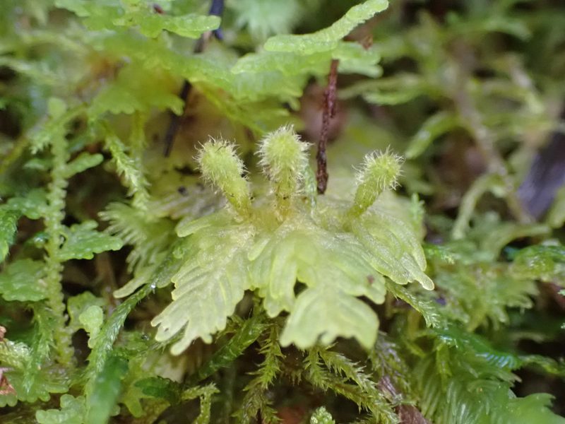 Trichocolea mollissima, photographed by Leon Perrie