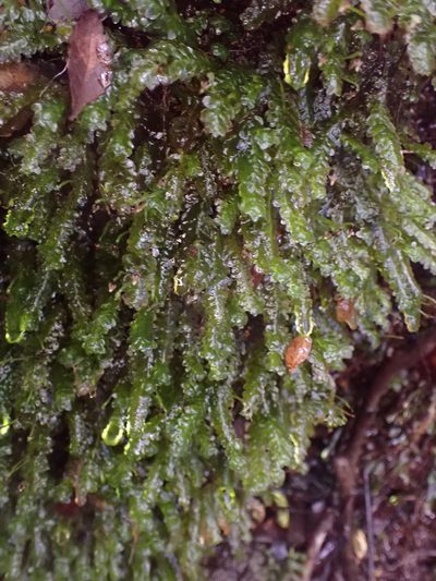 Calyptrochaeta cristata, photographed by Leon Perrie