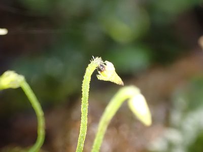 Calyptrochaeta cristata, photographed by Leon Perrie