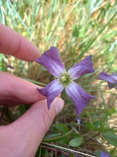 Clematis viticella, photographed by Jean-Silouane Rebours