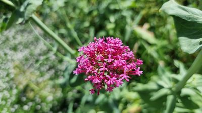 Valeriana rubra