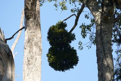 Notothixos cornifolius, photographed by coenobita
