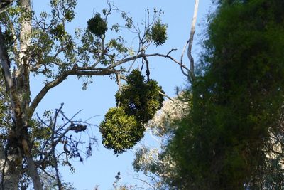 Notothixos cornifolius, photographed by coenobita