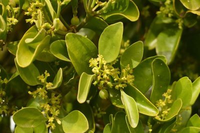 Notothixos cornifolius, photographed by coenobita