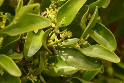 Notothixos cornifolius, photographed by coenobita