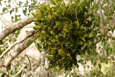 Notothixos cornifolius, photographed by coenobita