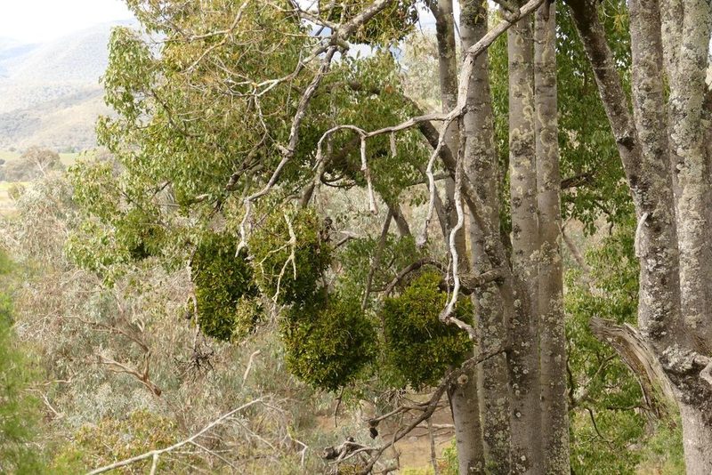 Notothixos cornifolius, photographed by coenobita