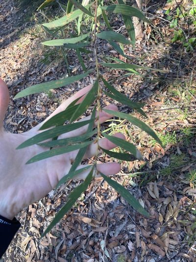 Hakea dactyloides, photographed by Thomas Mesaglio