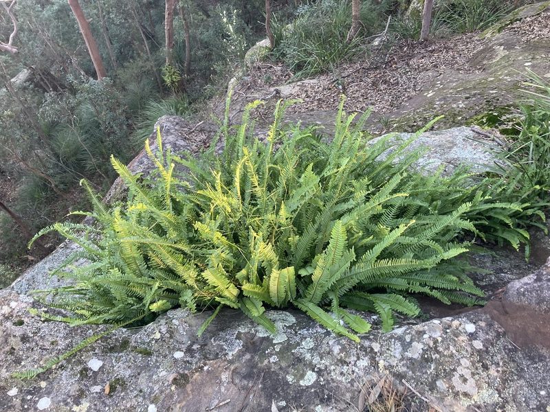 Nephrolepis cordifolia, photographed by Thomas Mesaglio