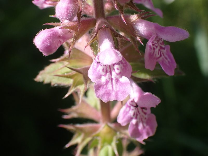 Stachys palustris, photographed by luluchouette