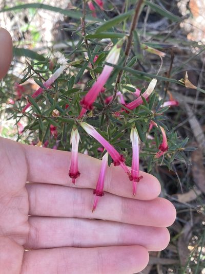 Styphelia tubiflora, photographed by Thomas Mesaglio