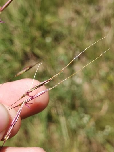 Chrysopogon gryllus, photographed by Ljaž
