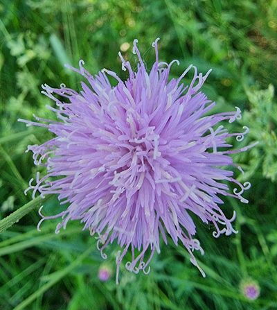 Klasea cardunculus, photographed by bulatik