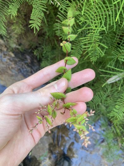 Leucopogon amplexicaulis, photographed by Thomas Mesaglio