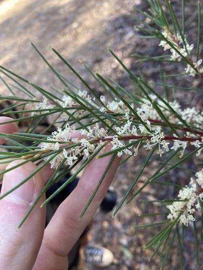 Hakea propinqua, photographed by Thomas Mesaglio