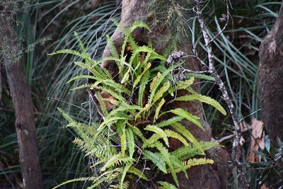 Nephrolepis cordifolia, photographed by Thomas Mesaglio