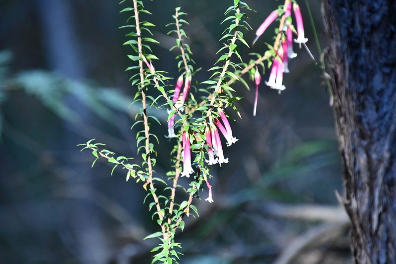 Epacris longiflora, photographed by Thomas Mesaglio