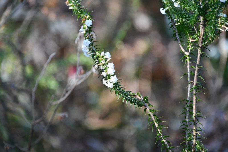 Woollsia pungens, photographed by Thomas Mesaglio
