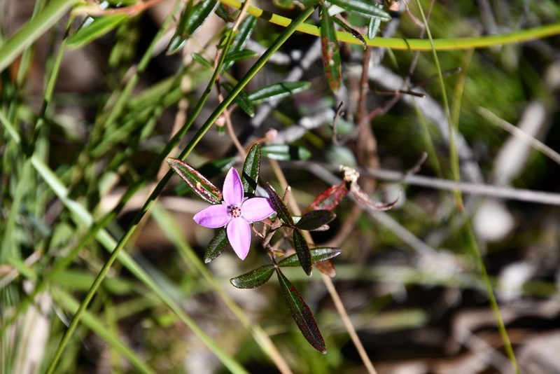 Boronia ledifolia, photographed by Thomas Mesaglio