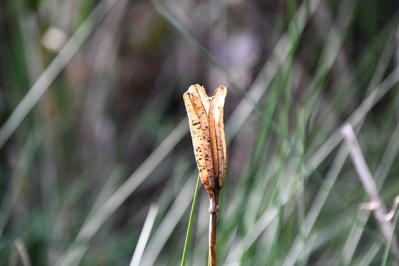 Lilium formosanum, photographed by Thomas Mesaglio