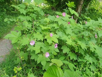 Rubus odoratus, photographed by Jens Ullenius