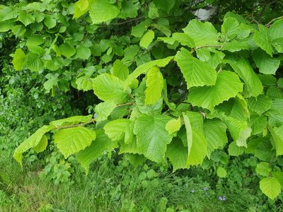 Corylus avellana, photographed by Jens Ullenius