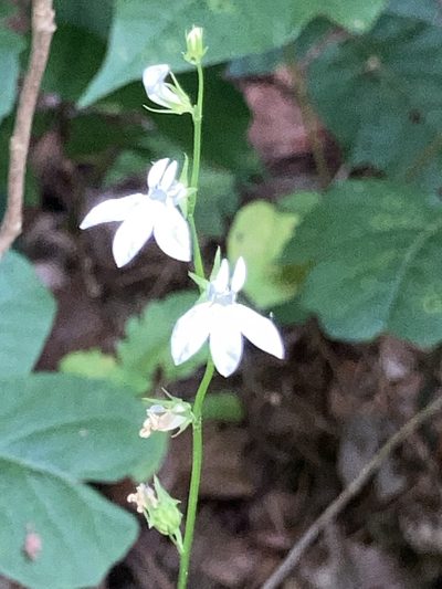 Lobelia appendiculata, photographed by Joseph McPhail