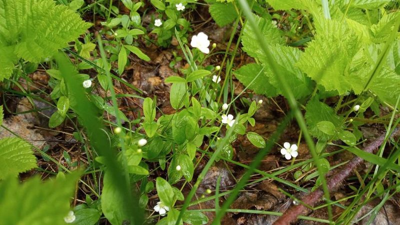 Moehringia lateriflora, photographed by Tatiana Strus